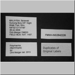 Polyrhachis sp.  Smith 1857 lateral
label