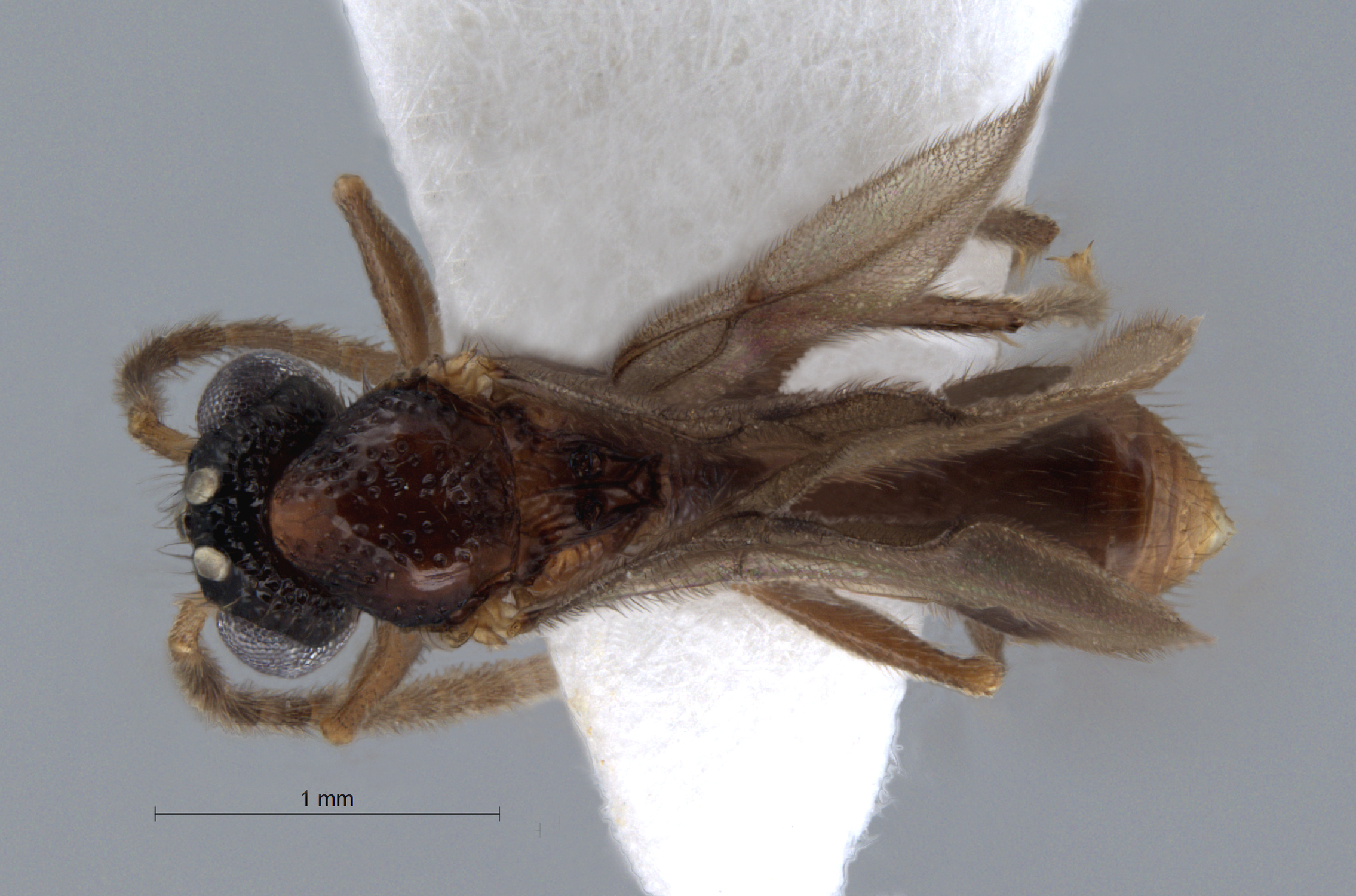  Acanthomyrmex concavus male dorsal