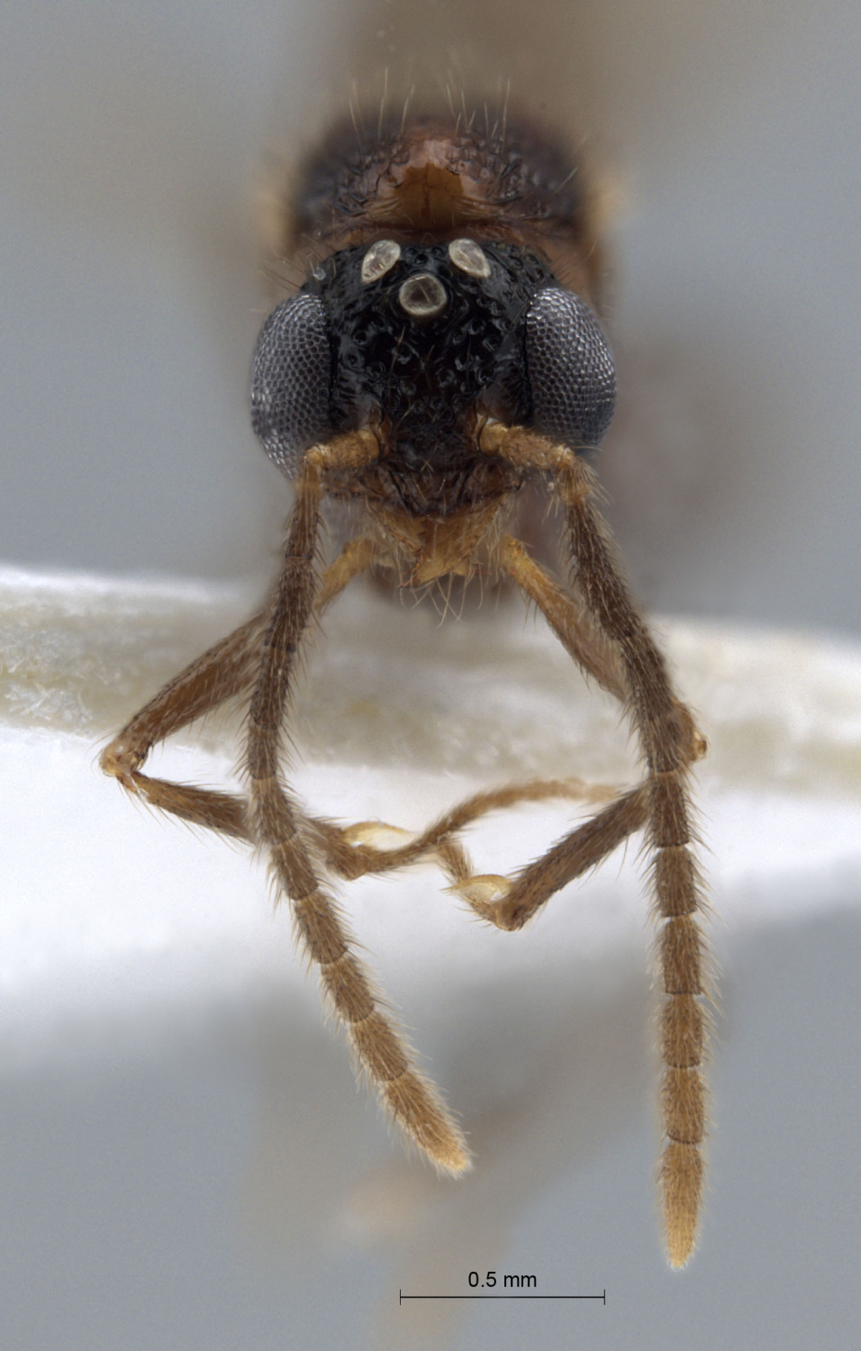 Acanthomyrmex concavus male frontal