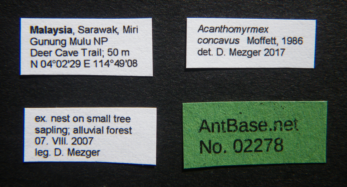 Acanthomyrmex concavus male label