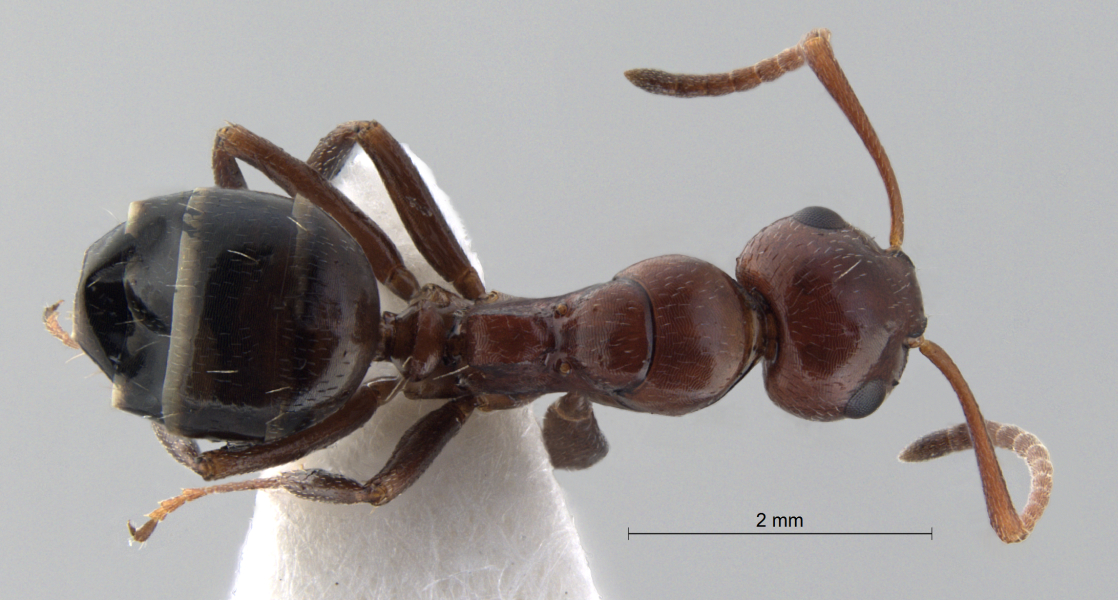 Camponotus lateralis dorsal