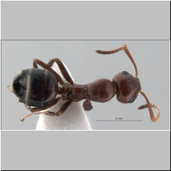 Camponotus lateralis (Olivier, 1792) lateral
dorsal