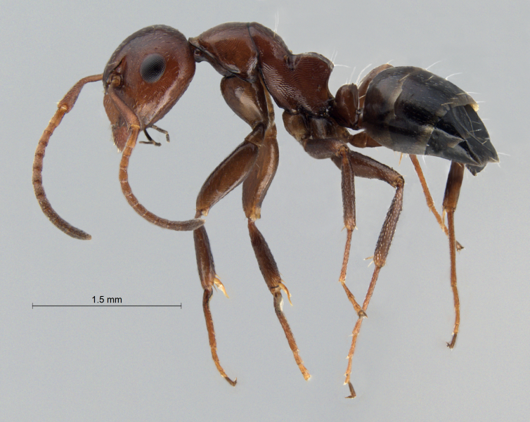  Camponotus lateralis lateral