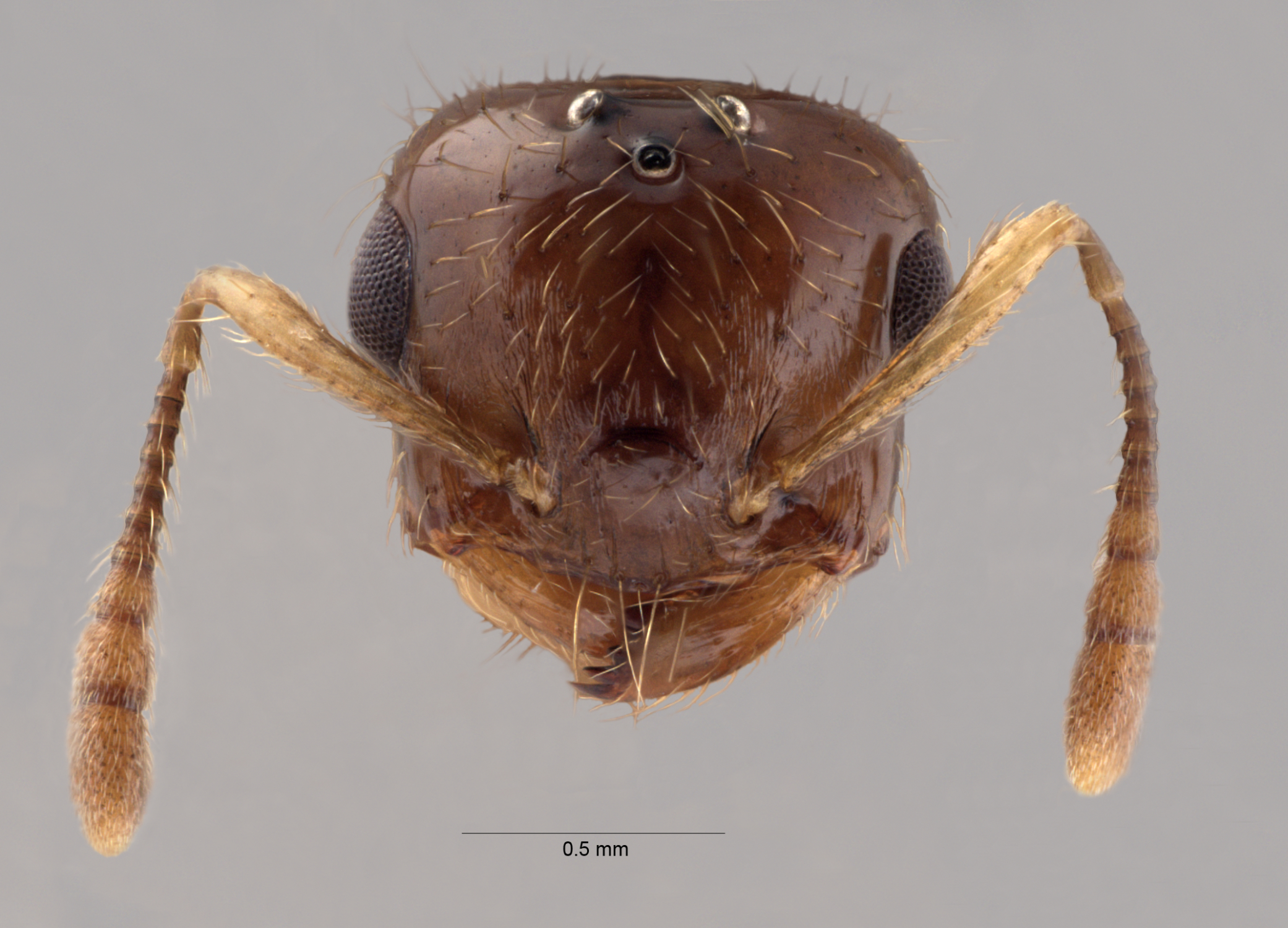 Crematogaster baduvi male frontal