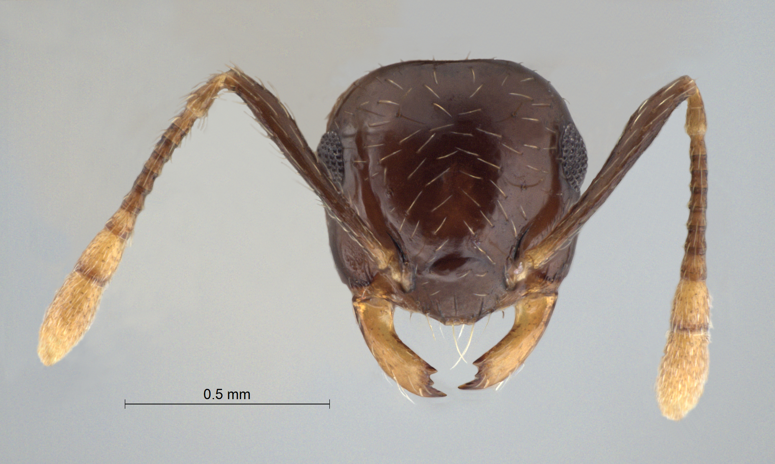 Crematogaster baduvi worker frontal