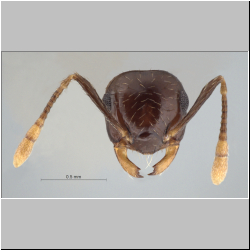 Crematogaster