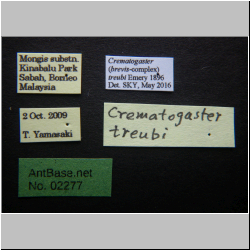 Crematogaster treubi  Emery, 1896