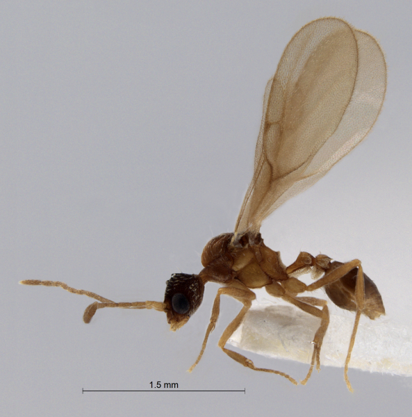  Strumigenys rofocala male lateral