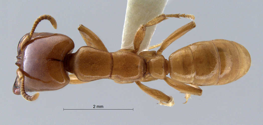 Polyrhachis cryptoceroides