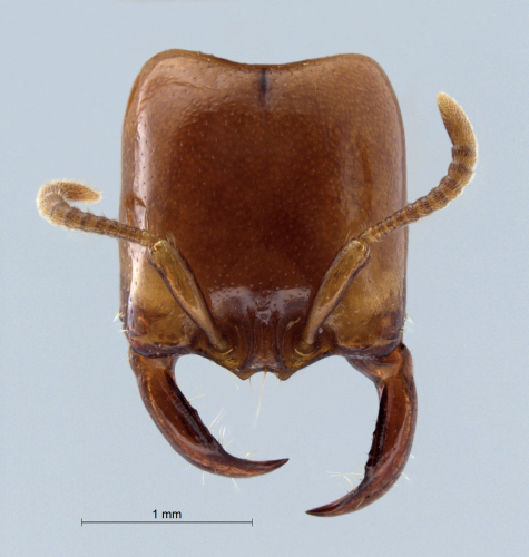 Polyrhachis cryptoceroides frontal