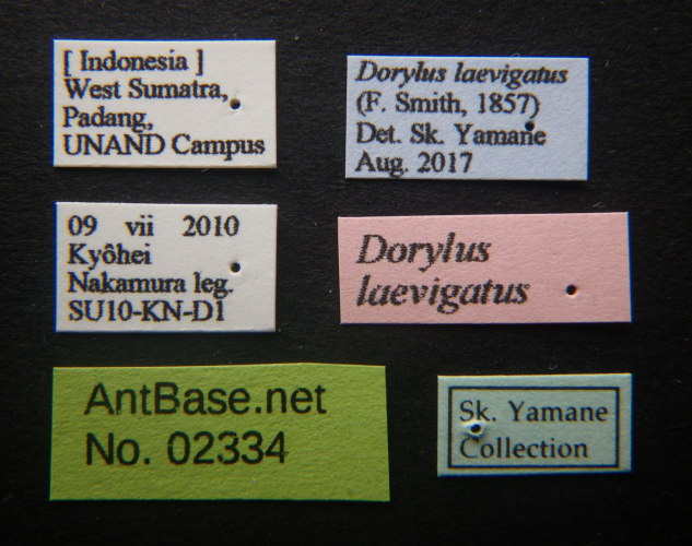 Polyrhachis cryptoceroides label