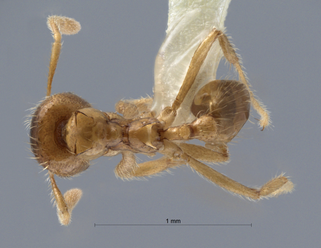 Polyrhachis cryptoceroides