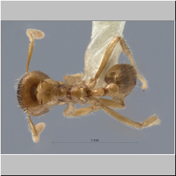 Polyrhachis cryptoceroides Forel, 1912 