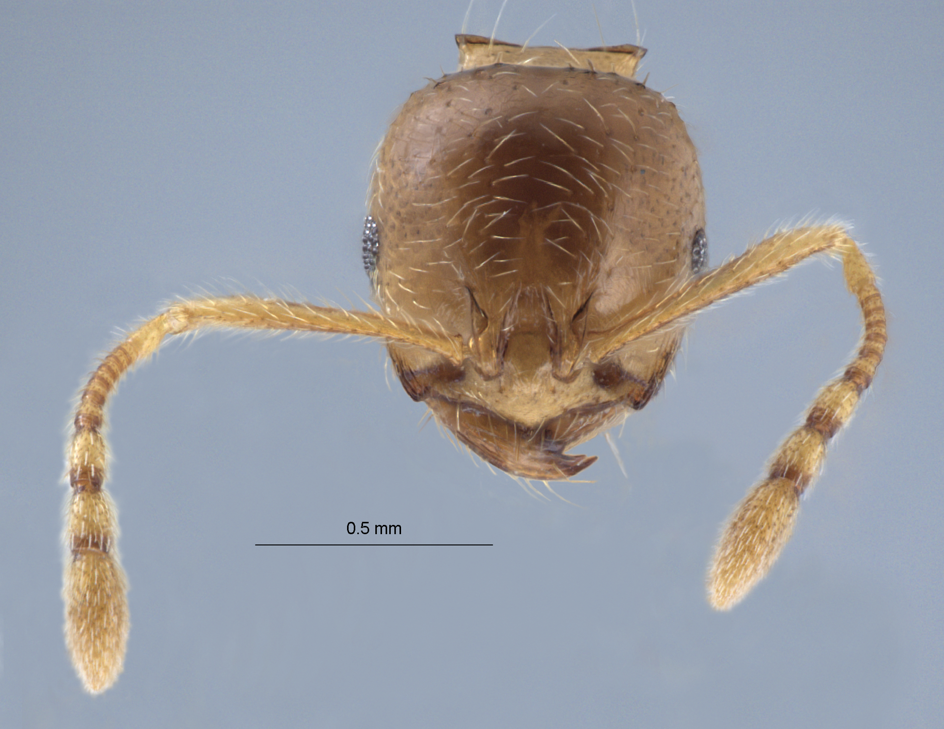 Polyrhachis cryptoceroides