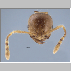 Lophomyrmex