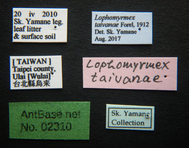 Polyrhachis cryptoceroides label