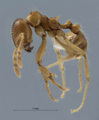 Lophomyrmex taivanae lateral