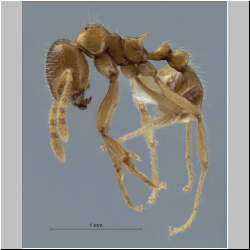 Lophomyrmex taivanae  Foerster, 1850