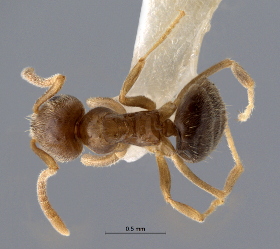 Polyrhachis cryptoceroides