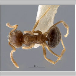 Polyrhachis cryptoceroides (Terayama, 2009)  