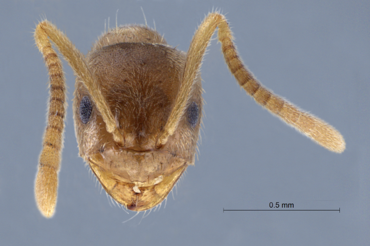 Polyrhachis cryptoceroides frontal