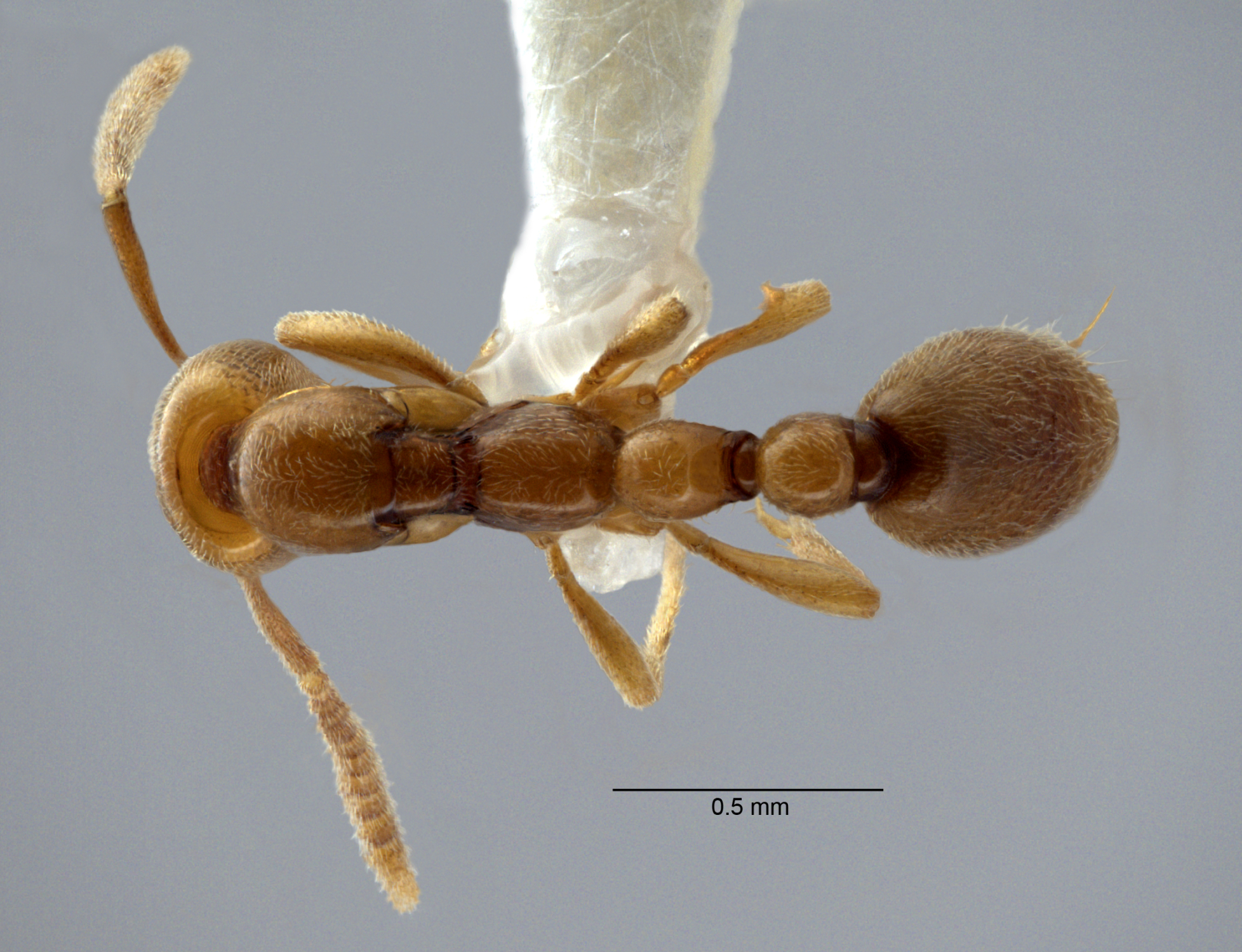 Polyrhachis cryptoceroides