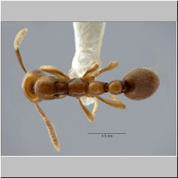 Polyrhachis cryptoceroides  Terayama, 2009  