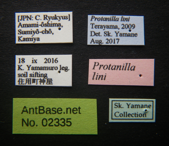 Polyrhachis cryptoceroides label