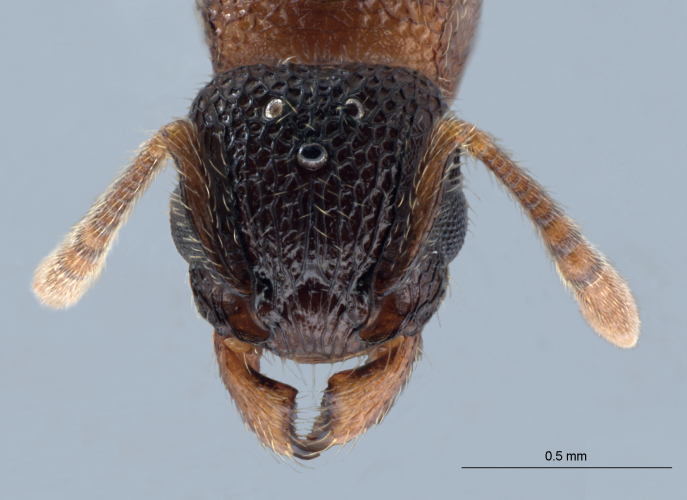 Polyrhachis cryptoceroides frontal