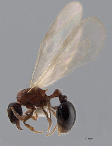 Tetramorium tanakai lateral