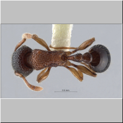 Polyrhachis cryptoceroides Forel, 1912 