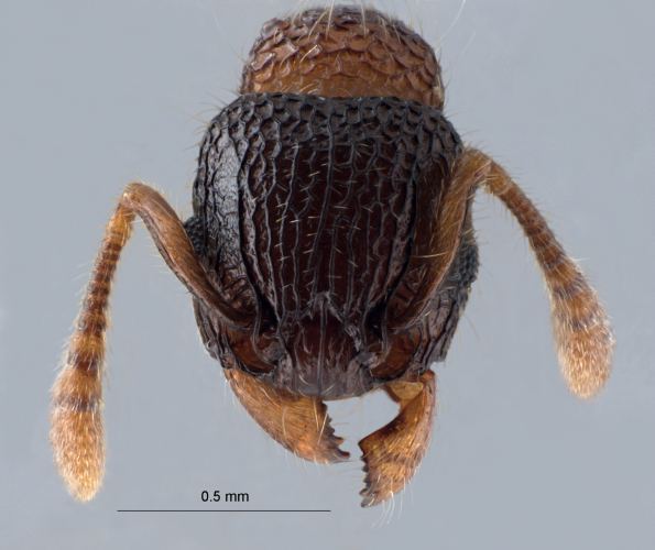 Polyrhachis cryptoceroides frontal