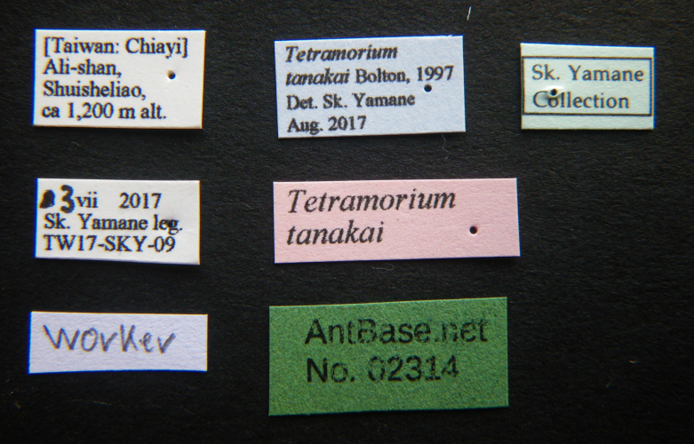 Polyrhachis cryptoceroides label