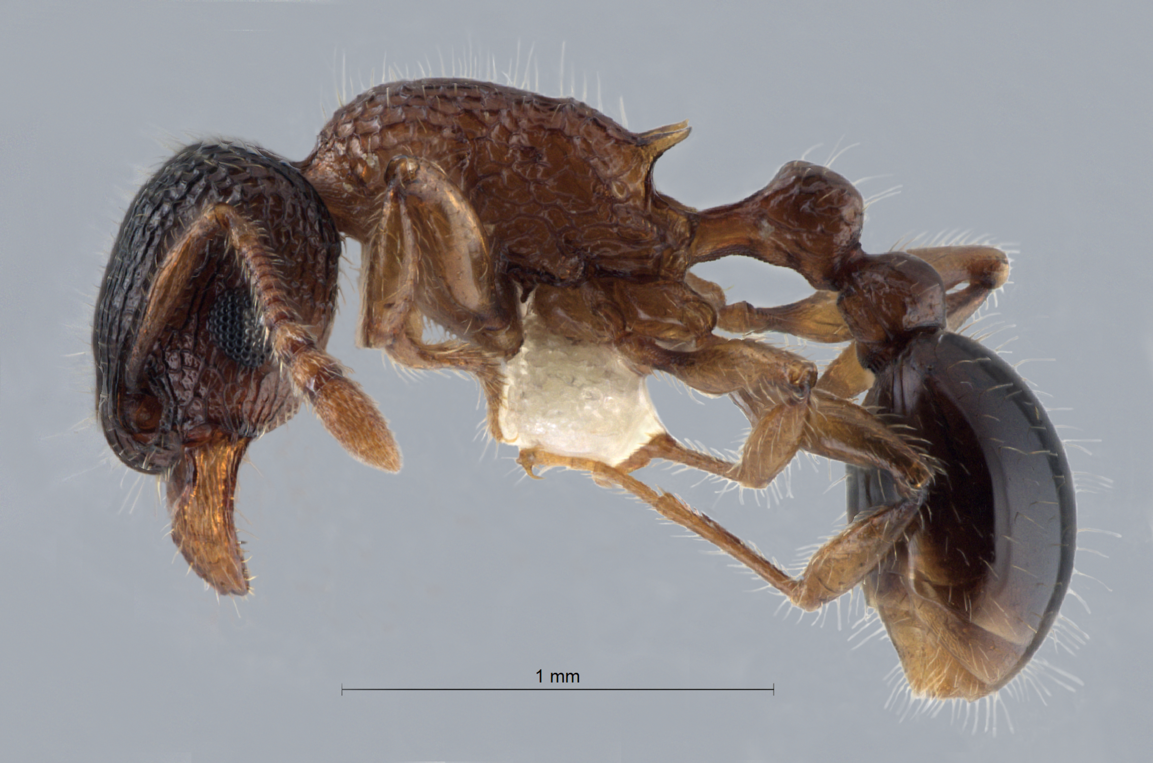 Tetramorium tanakai lateral