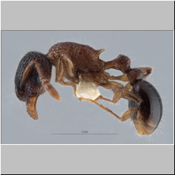 Tetramorium tanakai  Foerster, 1850