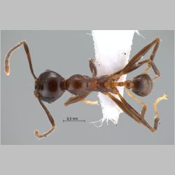 Pheidole huberi Forel, 1911 dorsal