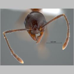 Pheidole huberi Forel, 1911 frontal