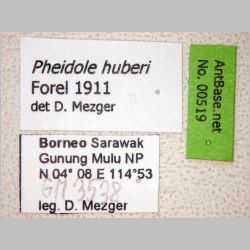 Pheidole huberi Forel, 1911 label