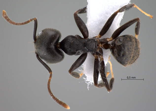 Technomyrmex modiglianii dorsal