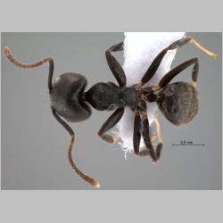 Technomyrmex modiglianii Emery, 1900 dorsal