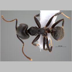 Technomyrmex modiglianii Emery, 1900 dorsal