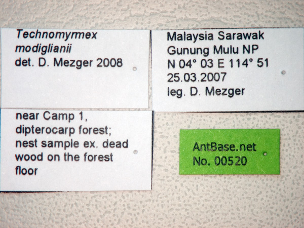 Technomyrmex modiglianii label