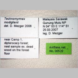 Technomyrmex modiglianii Emery, 1900 label