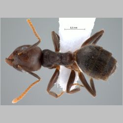 Technomyrmex pratensis Smith, 1860 dorsal