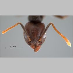 Technomyrmex pratensis Smith, 1860 frontal