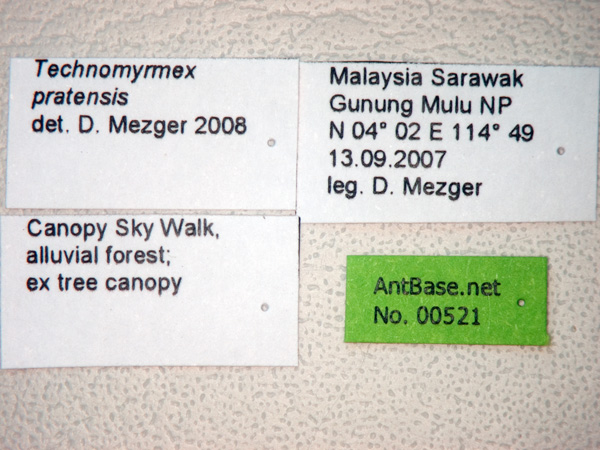 Technomyrmex pratensis label