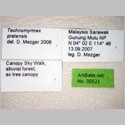 Technomyrmex pratensis Smith, 1860 label