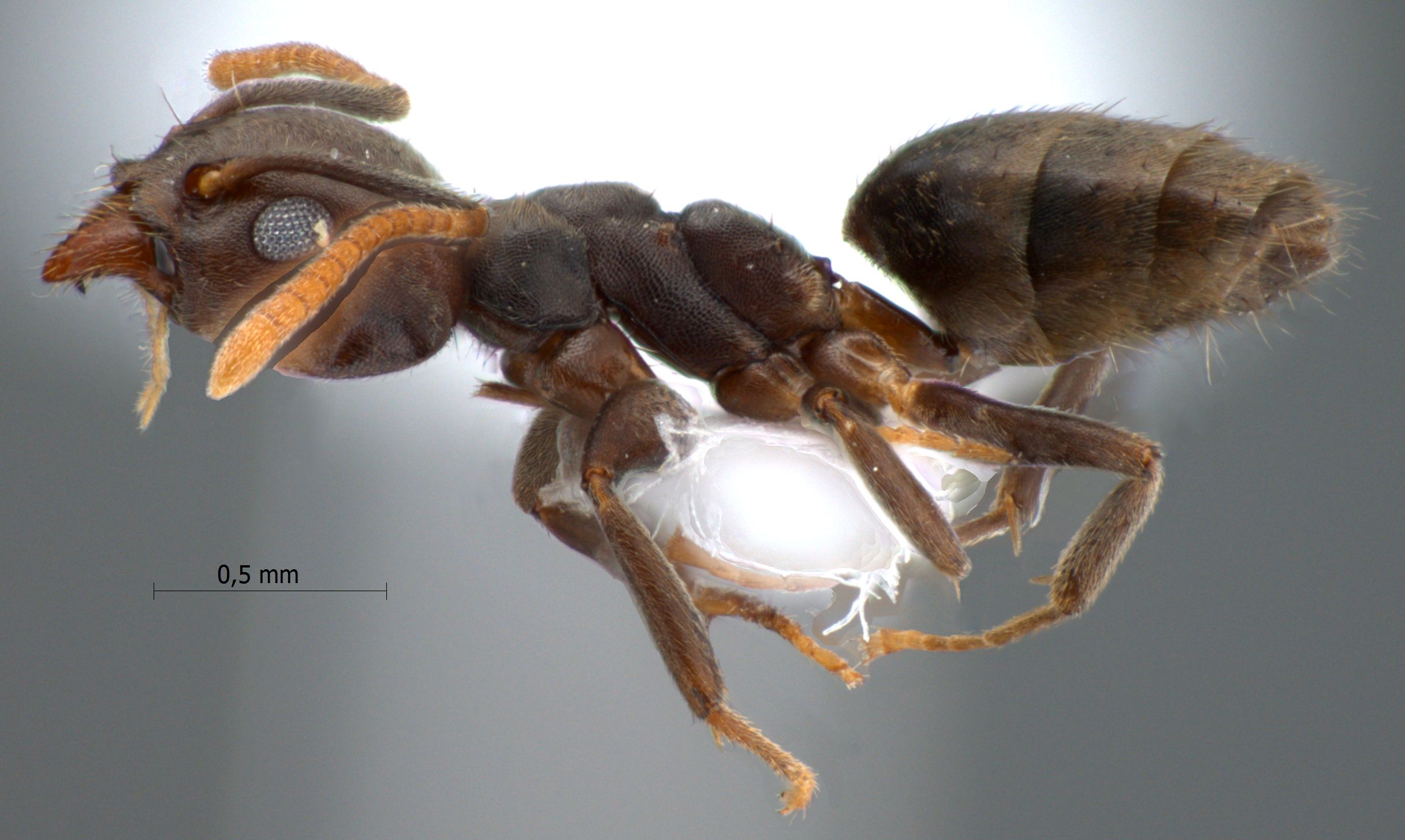 Technomyrmex pratensis lateral