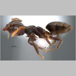 Technomyrmex pratensis Smith, 1860 lateral
