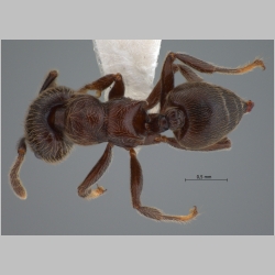 Crematogaster mucronata Emery, 1900 dorsal